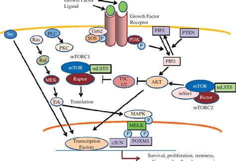 Multiple Signaling Pathways In Gscs A Complex Signaling Pathway Download Scientific Diagram