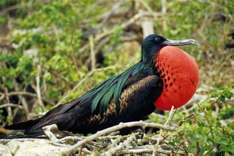 Gran Frigatebird Foto De Archivo Imagen De Grande Fragata