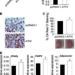 Effects Of Atf Overexpression On Adipocyte Differentiation In T L