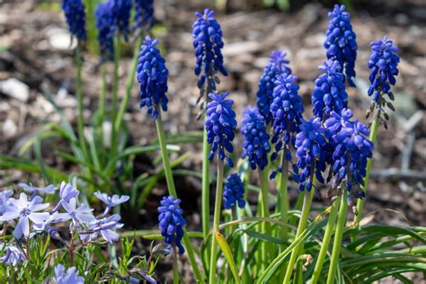 Spring Plants of Interest | The North Carolina Arboretum