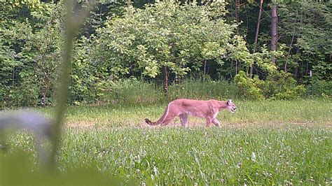 Cougar Spotted In Michigans Upper Peninsula Dnr Confirms