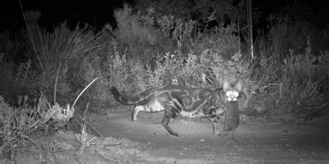 Feral Cats How Australia S Poison Sausages Kill Cats But Not Other Species Inverse