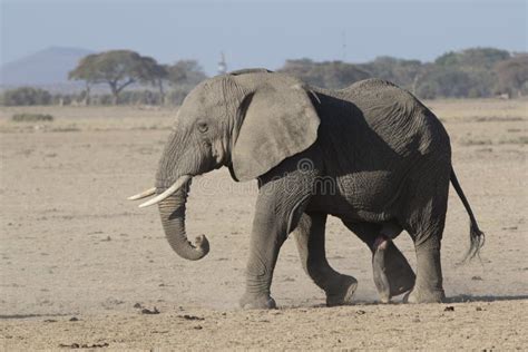 Large Male African Elephant Walking Through A Dried Savannah On Stock