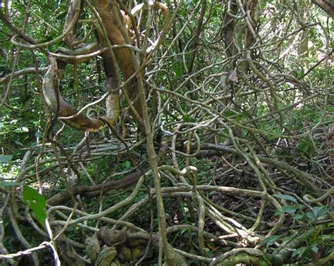 Tree Stranglers: Vines Overtaking Tropical Forests | Live Science