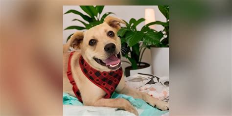 Furry Friends Friday Frida