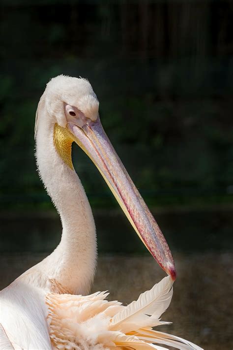 Pelican Rosy Pelican Great White Pelican Pelecanus Onocrotalus Bird