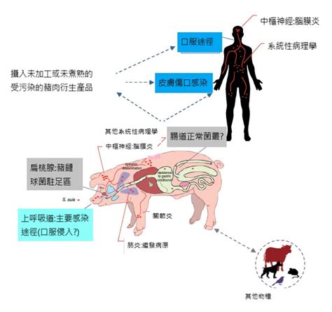 飼豬歹管理，飼豬歹腰市 對症下藥做輕可 畜牧報導 2019年第十一期 永鴻牧苑 永鴻國際生技 動物健康的保衛者