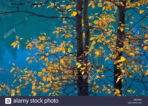 Poplar Tree Leaves High Resolution Stock Photography and Images - Alamy