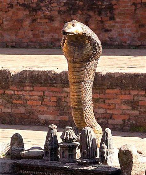 Snakes Also Called Naga Are Demigods In Hinduism Buddhism And