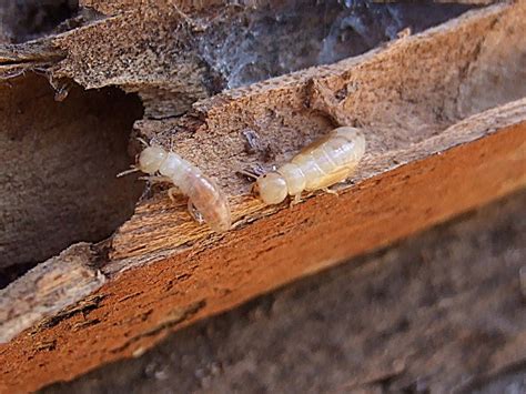 Cómo detectar termitas en casa Fumigación termitas en Valladolid