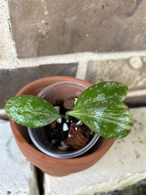 Hoya Brevialata Splash Rooted New Growth Bud Etsy