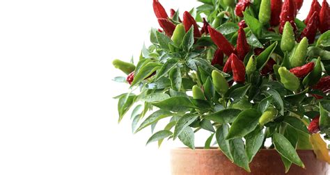 Deck The Halls With Christmas Peppers Farmers Almanac Plan Your