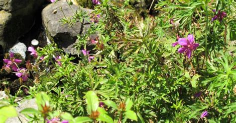 Geranium Soboliferum Ooievaarsbek Bloemenpark Appeltern