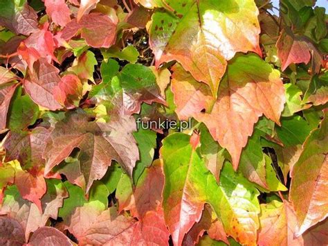 Winobluszcz Tr Jklapowy Parthenocissus C Sadzonka Cena Z