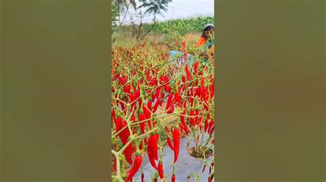 పండు మిర్చి కోత Mirchi Harvesting Agriculture Farming Farmer