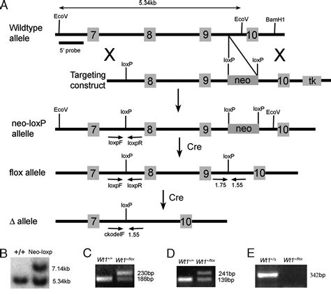 The Wilms Tumor Gene Wt1 Is Required For Sox9 Expression And