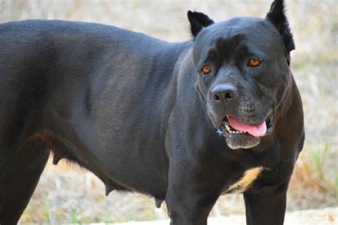 Cane Corso Bite Force: Measuring Up To Lion's Roar