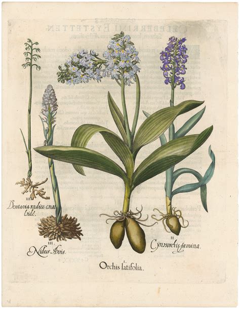 Besler 1st Ed. Pl. 195, Purple Orchid; Bird's-nest and Stinking Orchids