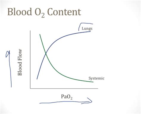 Pulmonary Circulation Flashcards Quizlet