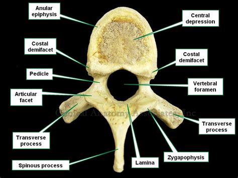 Vertebral Canal Anatomy