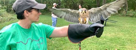 Private Falconry Experience Raptorhillwildlife