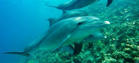 Are Dolphins Mammals? These Are 5 Important Facts You Need to Know