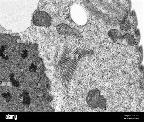 Scanning Electron Micrograph TEM Of Euglena Gracilis Cell Pellicle