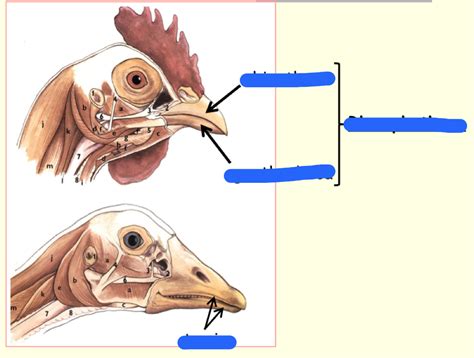 Bird Beaks Diagram Quizlet