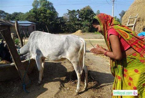 National Animal Of Nepal Cow - All About Cow Photos