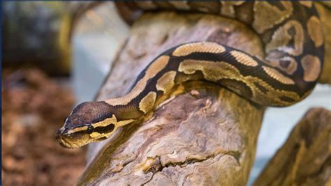 Florida Teen Captures 28 Burmese Pythons Gets Top Prize