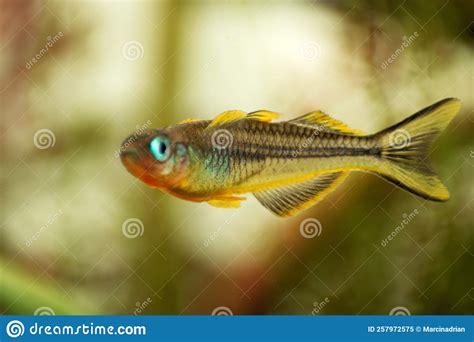 Popondichthys Furcatus Forktail Blue Eye Yellow Forktail Pseudomugil