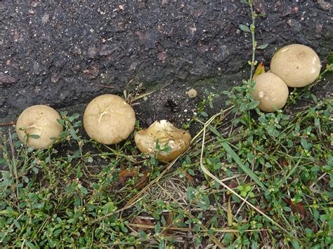 Direkt An Der Stra E Kartoffelbovist Hartbovist Unb Flickr