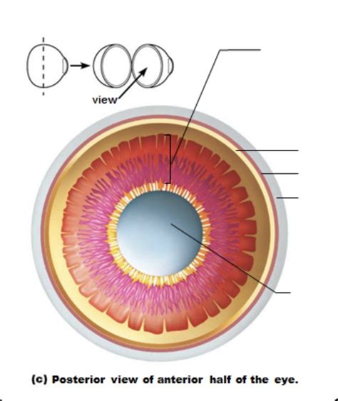 Sagittal Section Of Eye Diagram Quizlet