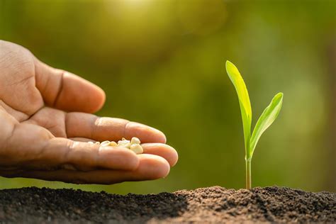 How Many Seeds In A Bag Of Corn Storables