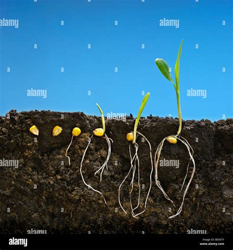 The Growth Stages Of Corn at Kenneth Swope blog