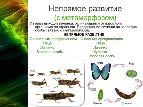 Онтогенез. Эмбриогенез - презентация онлайн