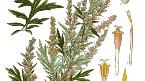 Mugwort Its Food Medicine And Other Uses Identification