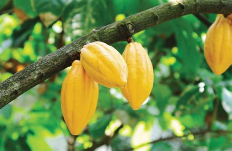 COCOBOD rejects claims of Japan’s ban on Ghana’s cocoa | Business Day Ghana