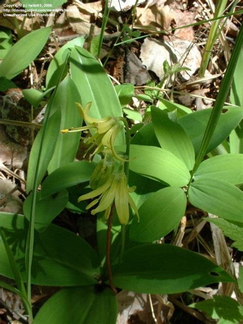 Plantfiles Pictures Yellow Corn Lily Bluebead Lily Blue Bead Lily