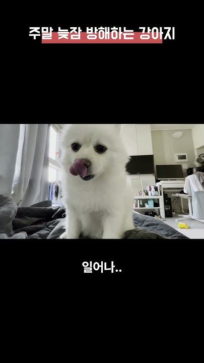 강제기상 시키는 강아지 Puppy Youtube