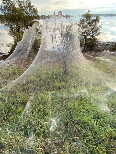 Spider Rain In Australia Ended Up With Creepy But Beautiful Web