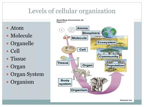 PPT - Levels of cellular organization PowerPoint Presentation, free ...