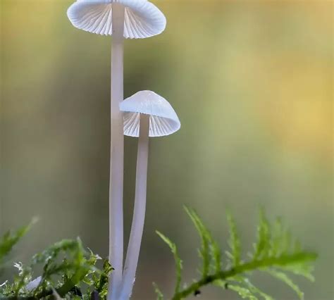 Exploring The Wonders Of Psilocybin Mushroom Spores A Journey Into