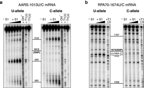 Nuclease S Mapping Of Allelic Mrna Structures S Control Reaction