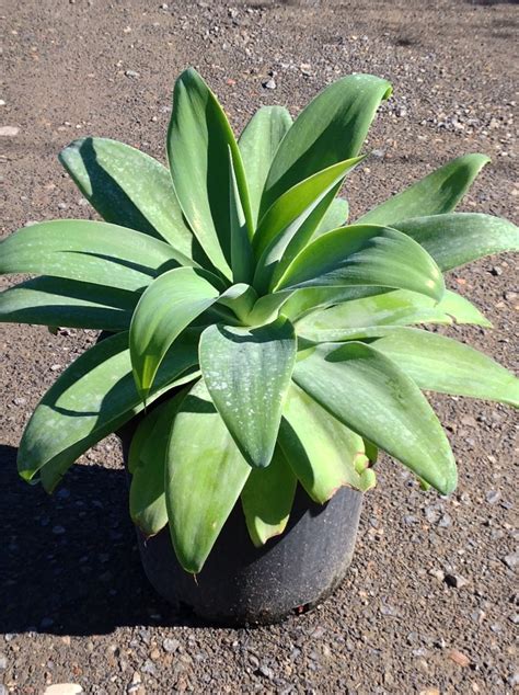 Agave attenuata - Andreasens Green