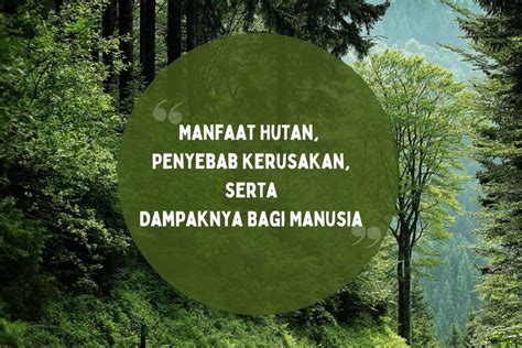 Foto Manfaat Hutan Penyebab Kerusakan Serta Dampaknya Bagi Manusia