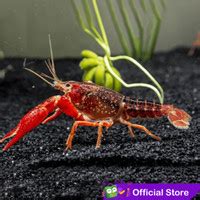 Jual Bibit Lobster Air Tawar Terlengkap Terbaik Harga Murah Juni