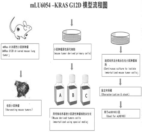 一种小鼠肺癌KRAS突变细胞模型的构建方法及其应用与流程