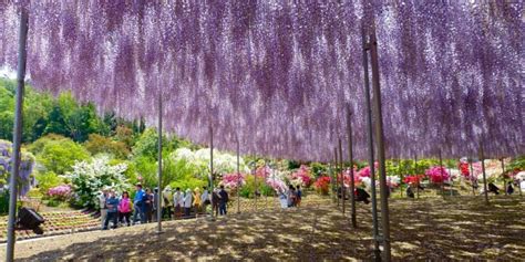 Ashikaga Flower Park Wikipedia | Best Flower Site