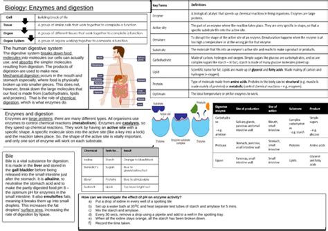 Aqa 9 1 Biology Enzymes And Digestion Activity Teaching Resources